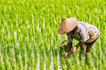 Мировые цены на рис выросли до 15-летнего рекорда